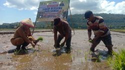 Pemkot Baubau Sukseskan Gerakan Tanam Padi Sawah di Ngkaring-Karing