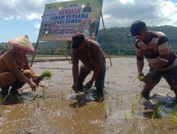 Pemkot Baubau Sukseskan Gerakan Tanam Padi Sawah di Ngkaring-Karing